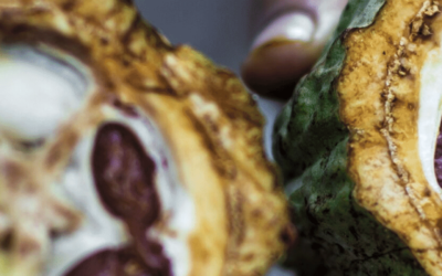 Caribeans Chocolate Tour