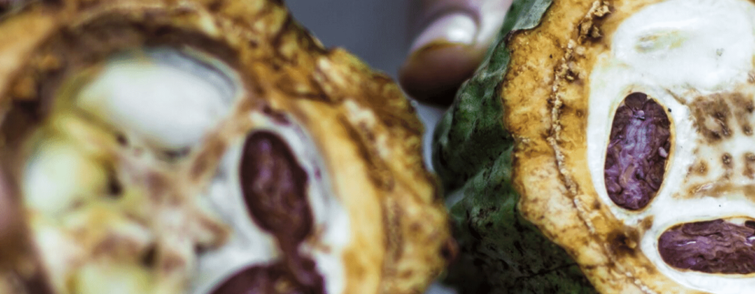 caribeans chocolate tour